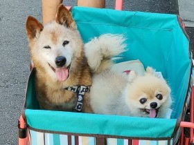 飼い主のバトンタッチ　触られることも拒んだ老犬、心通わせ22歳まで笑顔で生きた