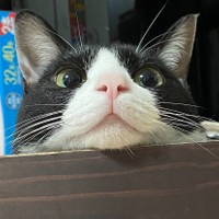 こんなひょうきんな表情も見せてくれる