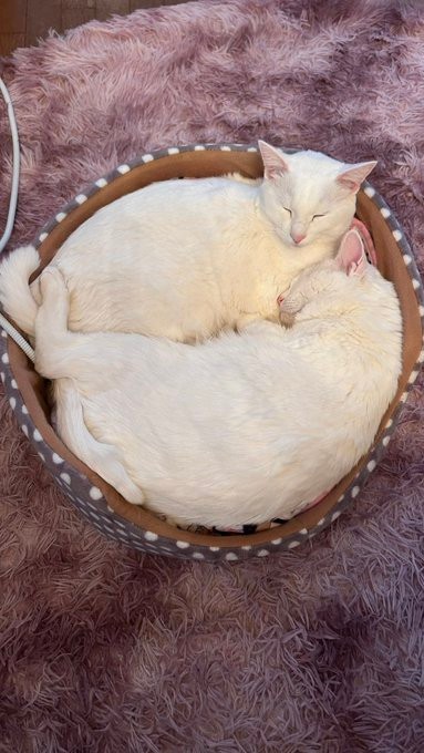 「仲良くお昼寝している所」（提供：ぽむりんとぽわたんさん）