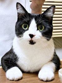 3歳になったあんこちゃん。美しいレディへと成長しました（画像提供：しじみとんさん）