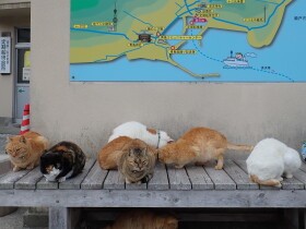 「猫の楽園」青島のリアル　過去に“島まるごと多頭崩壊”の危機、迫る無人島化のとき