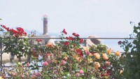 瀬戸内海を望むバラが見頃　「ばらまつり」10日まで開催　香川