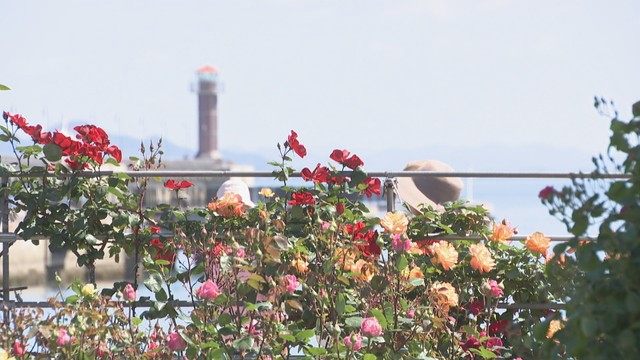 瀬戸内海を望むバラが見頃　「ばらまつり」10日まで開催　香川