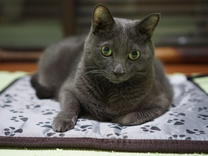 ホットラグに乗れてご満悦の８くん