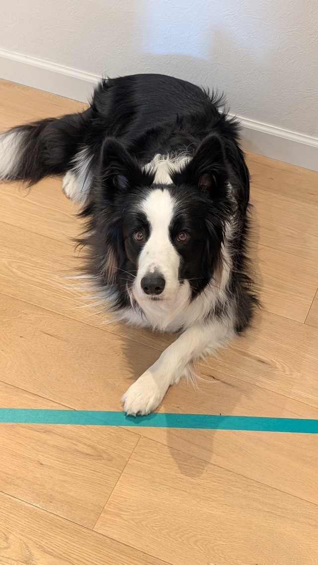 ライン上はアウトかセーフか試してる？ボーダーコリーのルークくん