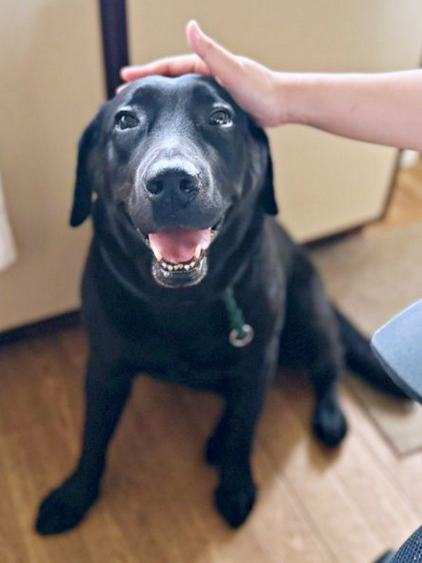 ニコニコ笑顔がキュートな小梅ちゃん（画像提供：こうめさん）