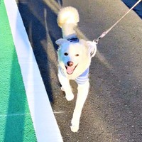 散歩を楽しむハニちゃん。にっこり笑顔がキュート（画像提供：薄茶のいぬさん）