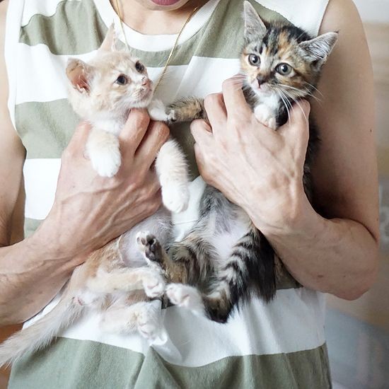 香川県から来た子猫たち。これから家族を募集