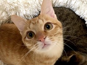 お寺に捨てられたガリガリな子猫　見違えるほど、かわいらしく