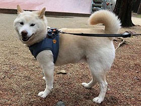 得意技は静電気を鼻先でおこすこと!?　掃除機と戦う柴「デデ」