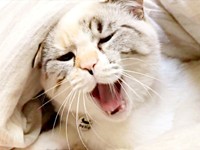 『ふぁーあ』な口元はこれ。小さいころのルールーちゃん（画像提供：kaoruさん）