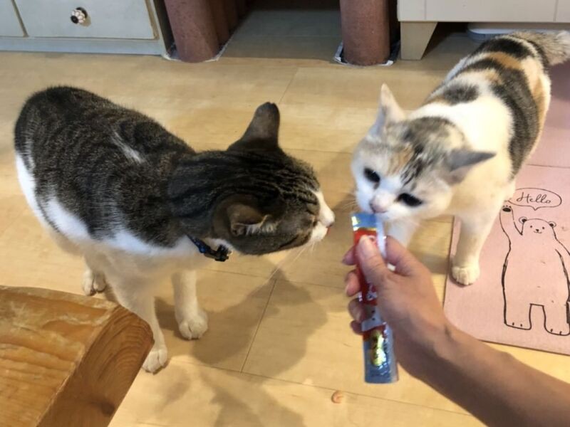 おいしいものはちょびと一緒に（A子さん提供）