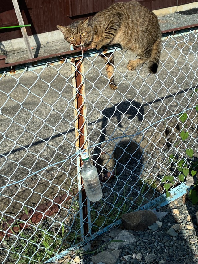 猫の首に紐を括りつけ、反対側には水の入ったペットボトルが吊るされていたという（坂井さん提供）