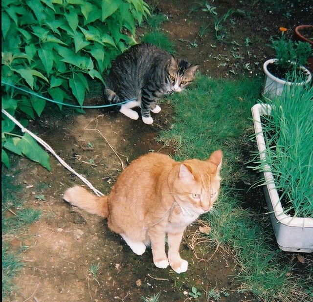 茶々丸くん（手前）の背中を見つめるウッキーちゃん（奥）。リードをつけて、お庭の散策です