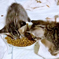 保護後、懸命にご飯を食べるマオくん、モモくん（画像提供：ぽりぽりさん）