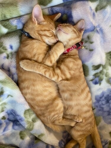 家にきたころの「茶太郎と寅次郎」

