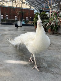 歩く姿も美しい（堀ようこさん提供）