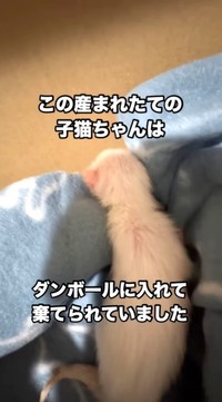 遺棄された赤ちゃん猫3匹を保護したが、保護して早々2匹が死んでしまった…（凛（Rin）さん提供、Instagramよりキャプチャ撮影）