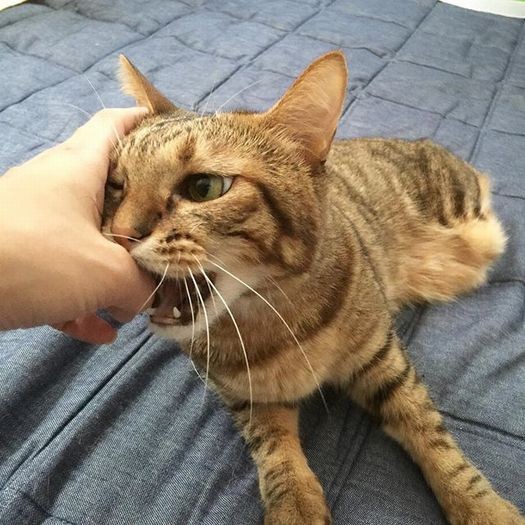 遊びながらカプッ。気の強さもめめちゃんの魅力