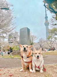 いつもの記念撮影のはずがーーイチくんの隣に佇むプクちゃんのハーネスが「マイクロビキニ」みたいと話題に（画像提供：イチプクカミュさん）