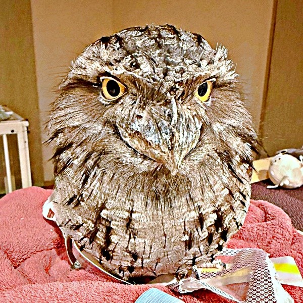 オーストラリアガマグチヨタカのガブちゃん（画像提供：haru_gardenさん）