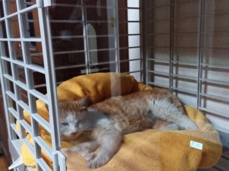 家にきたころの「ちび」