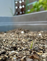 GWに植えた種ショウガの発芽　ぽたろうさんのX（@HACK1136）より＝2025年5月28日投稿