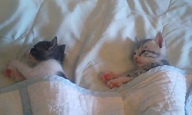 保護された頃の諭吉（左）。右は一緒に保護されたメスの「のこ」ちゃん