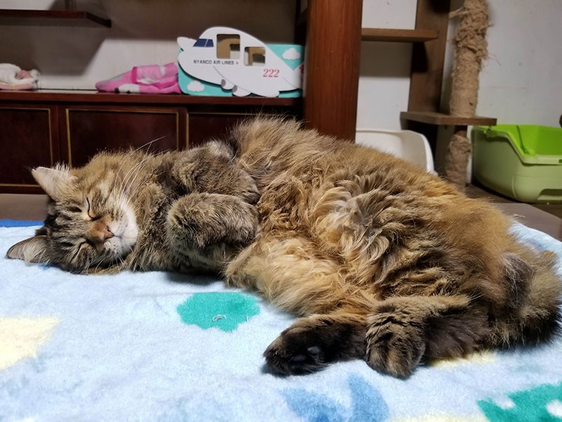 この幸せな暮らしをいつまでも……（「Cafe Gatto」提供）