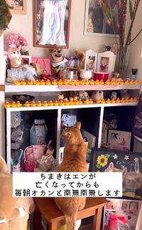 兄犬の祭壇の前で毎朝「にゃむにゃむ」お祈りする弟猫が話題に（「柴犬エンと猫のちまき」さん提供、Instagramよりキャプチャ撮影）