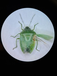 ツヤアオカメムシ　【提供】香川県農業試験場病害虫防除所