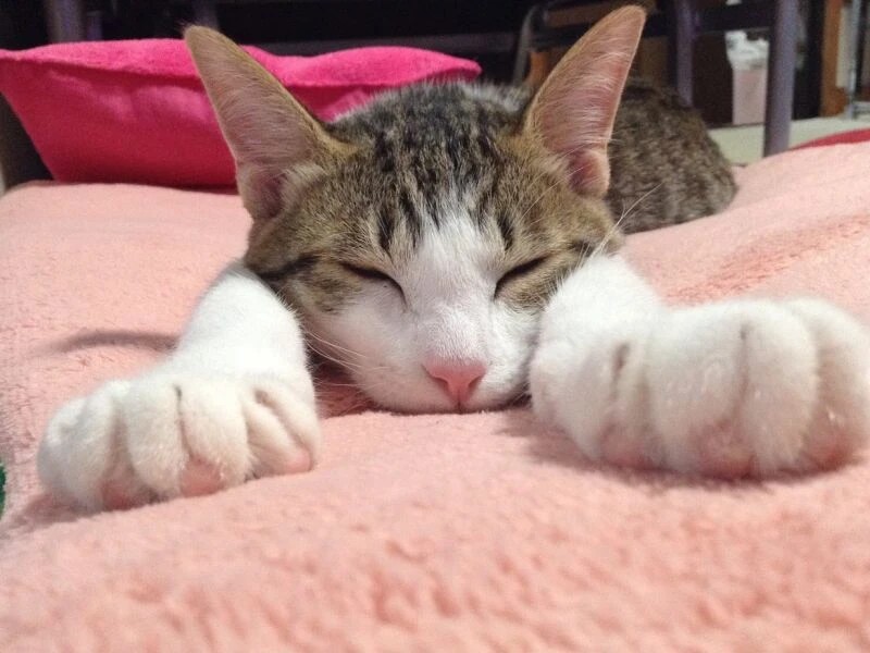 家にきたころの「もも」