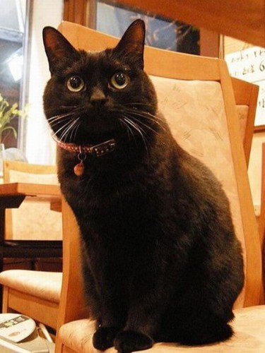 ８年前のさくらちゃん。今よりふっくら