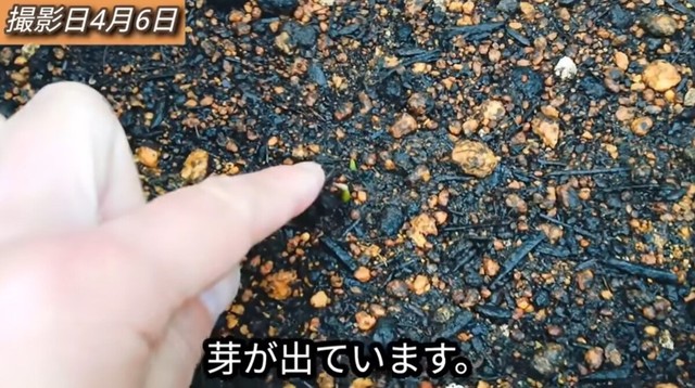 【15日後】葉を切った方から芽が出ています／「庭づくり大好きおじさん」さん（@diy48）提供