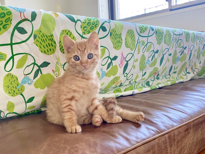 家族みんなにまんべんなく愛想をふりまくジン（ゆきさん提供）