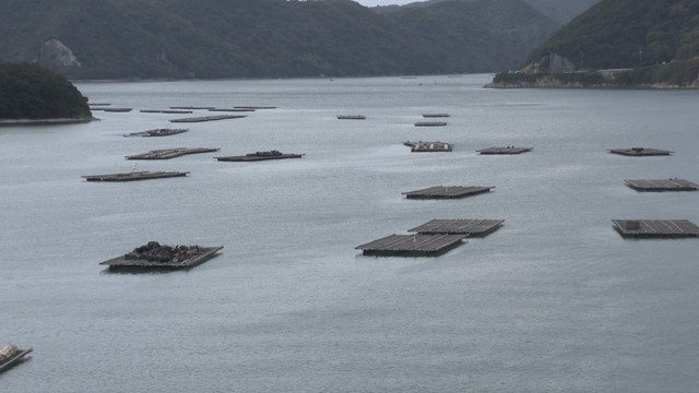 養殖カキの生産量7割減　高水温や少雨の影響　岡山県