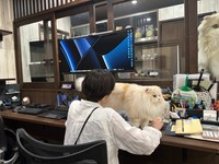 にゃん吉「社長」の見回り。これも社員の皆さんに与えられた試練の一つ？（提供：ねこ大家｜猫のための家づくりさん）