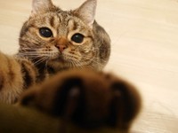 バンザーイ！のびーのパルルちゃん