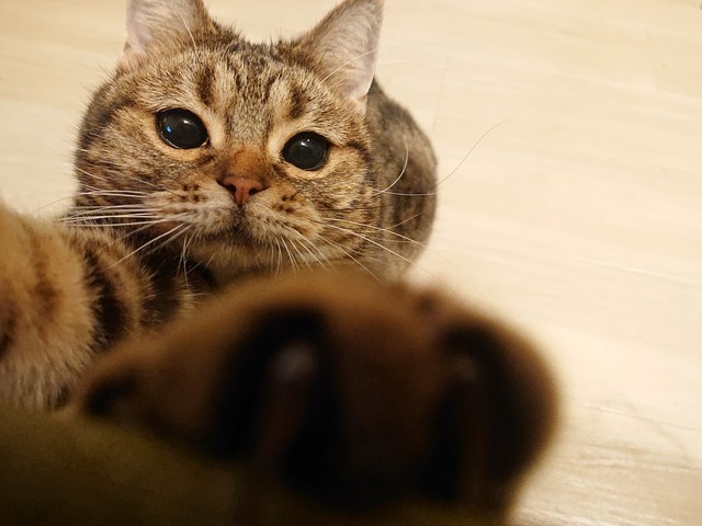 バンザーイ！のびーのパルルちゃん