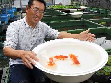 自宅の庭で金魚１０万匹を飼育　中嶋一誠さん