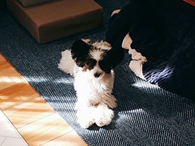 誰よりも先に日差しでひなたぼっこがモーニングルーティーン　ミックス犬「ぽむ」