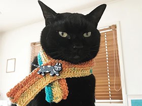でっかい体でお客様を上手に接待　黒猫の「ころすけ」