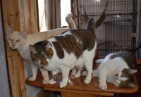 体重も10キロほどに増えたキジトラくん（一番右）。のんびりしながら仲間の猫たちとともにAさんのおうちで過ごしている（渡辺撮影、東京都内で）