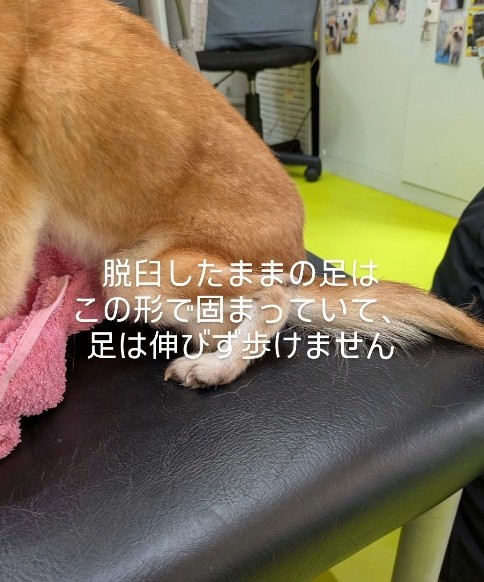 脱臼したままの足は固まっていて足は伸びず歩けなかった