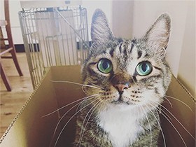 ２０１９イケメンで賞　キジ白の「けんしろう」