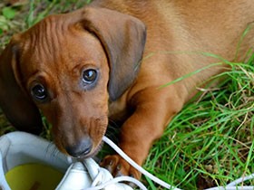 物を噛む、留守番ができない…　子犬の問題行動への対処法