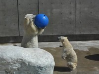 投げ技見せる母クルミと「それほしい」ミルク＝2013年9月 男鹿水族館GAO提供