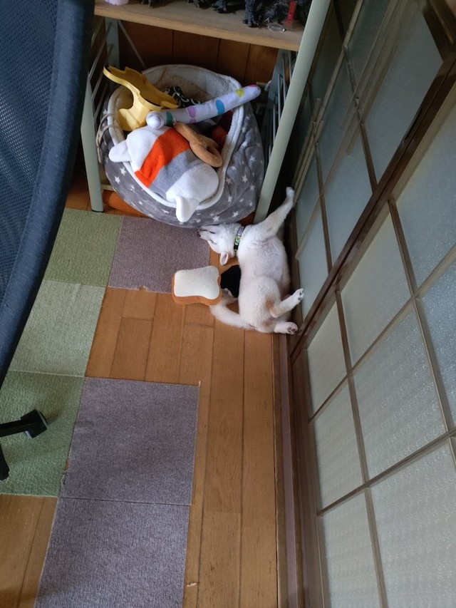 生後3ヶ月の頃もこんな感じで寝ていた米子ちゃん。生後4ヶ月でさらに「首」が背中側に曲がることになろうとは…（画像提供：白柴米子（こめこ）さん）