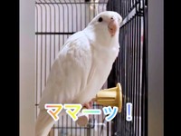 「ママーッ！」と呼ぶプリちゃん（画像提供：ふくぴぃさん）
