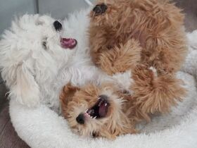 ビジョンフリーゼの長引く反抗期　一緒に乗り越え寄り添ってくれる仲に